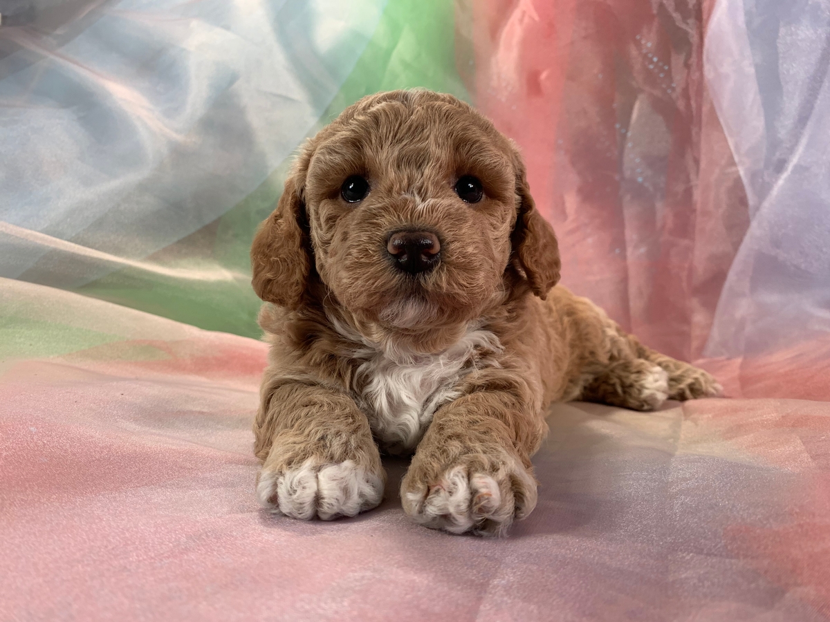 Female Bichon Poodle Puppy for Sale DOB 5-8-2022 $1200