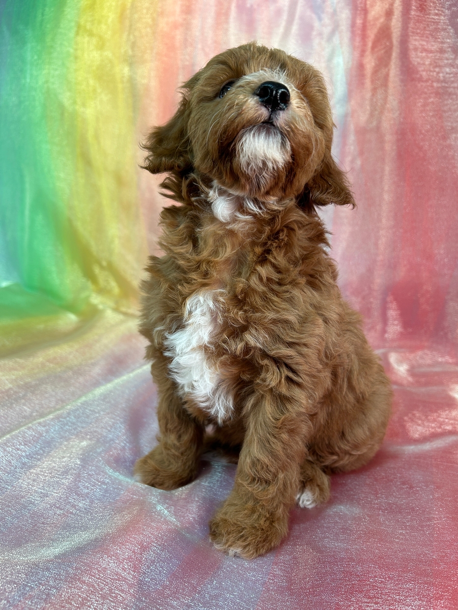Red Cockapoos with White Marking for Sale $950