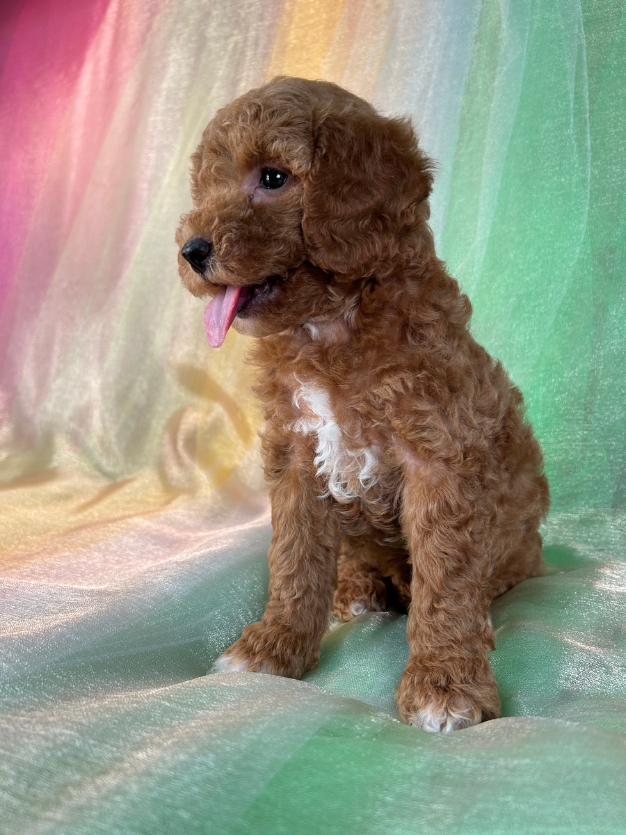 Toy Apricot Bichon Poo Puppies For Sale Poochon Puppies Bichon