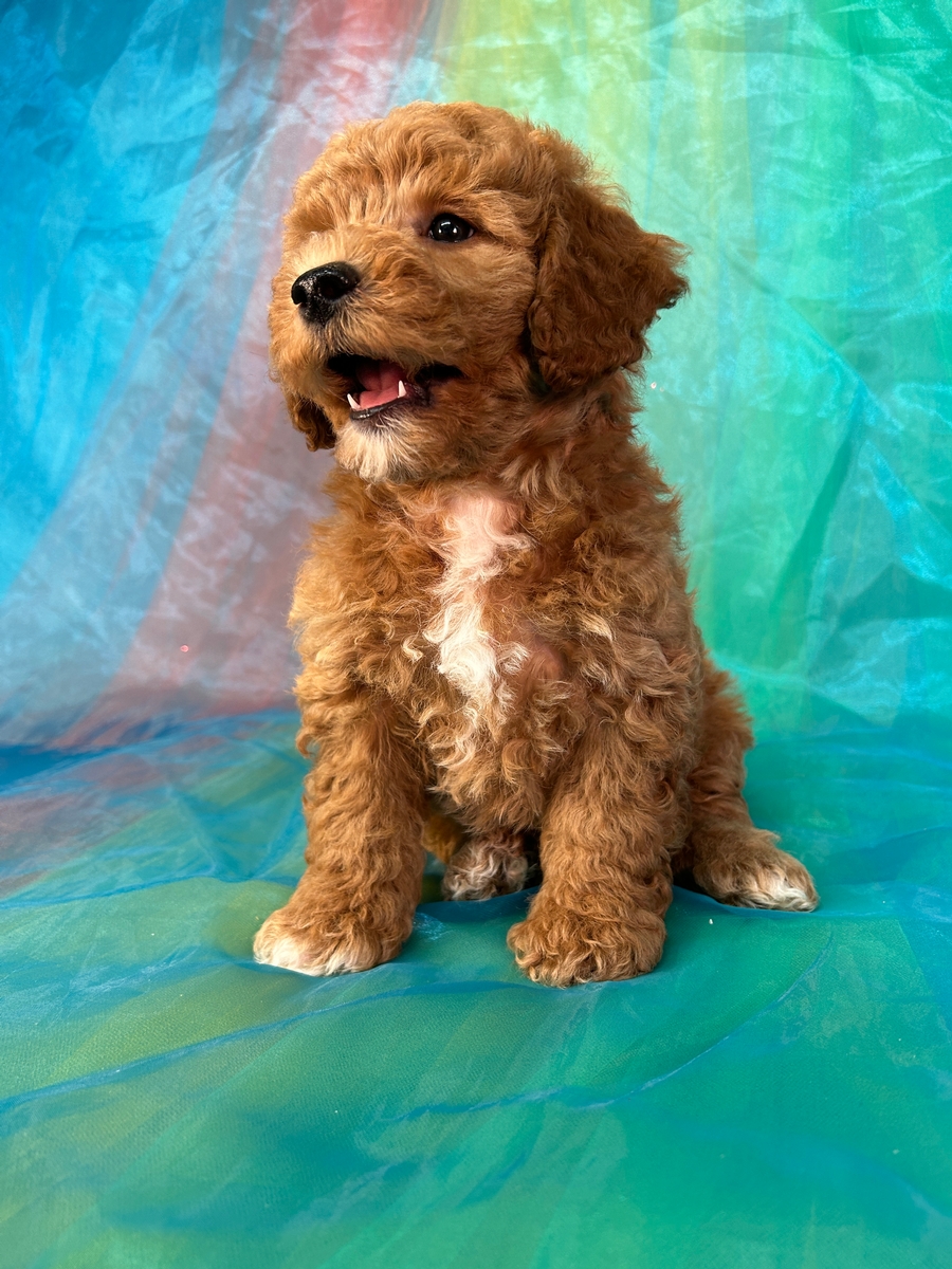 Apricot Poochon Full Grown Bichpoo Price Toy Poochon Full Grown Store