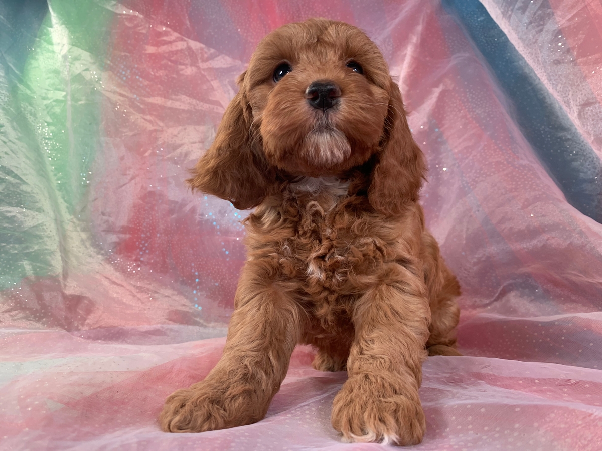 Dark Red Female Cockapoo Puppy for Sale in Iowa $1200