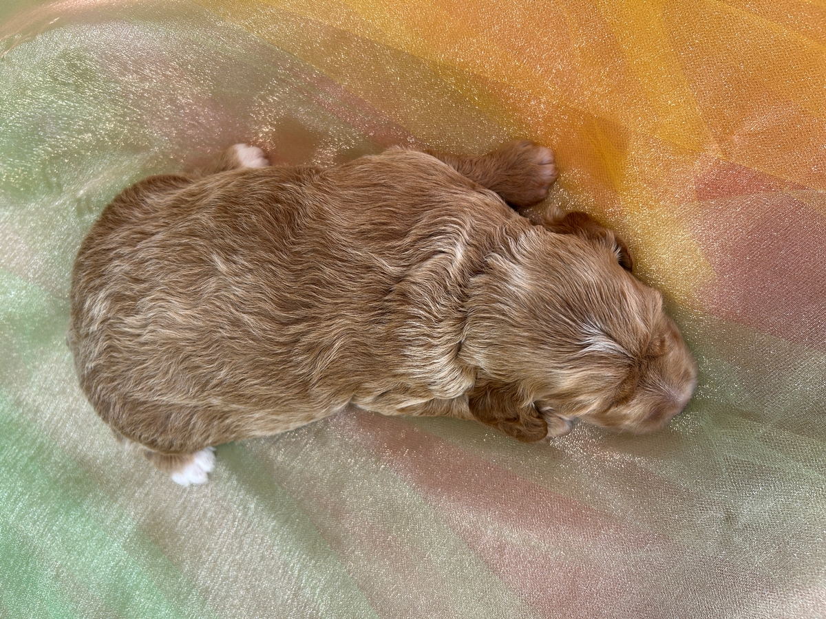 Buff and White Cockapoo Females Available Now!