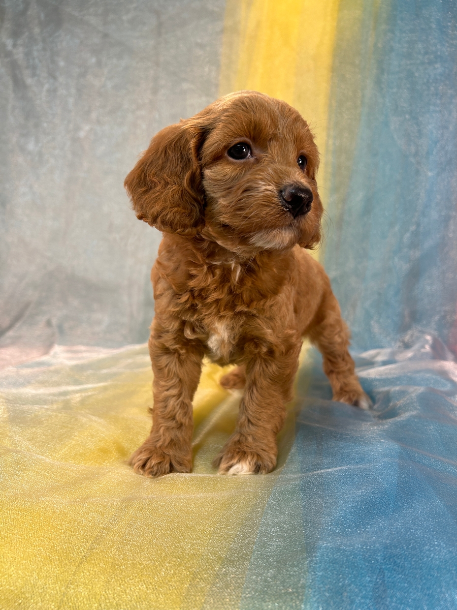 Iowa's Top Breeder, Cockapoos, Puppies Ready Now!