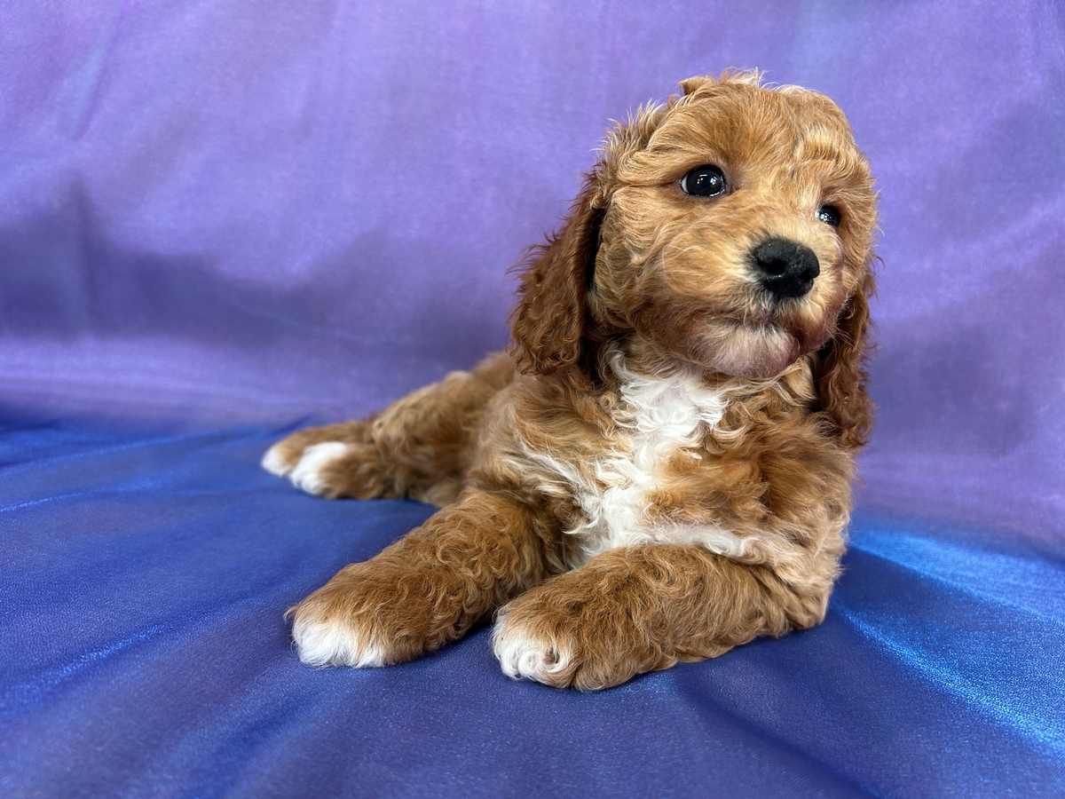 Red with White Markings, Female Cockapoo for Sale, Iowa