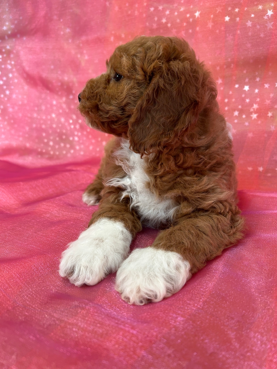 Red Female Cockapoo with White Markings, Iowa, Ready Now!
