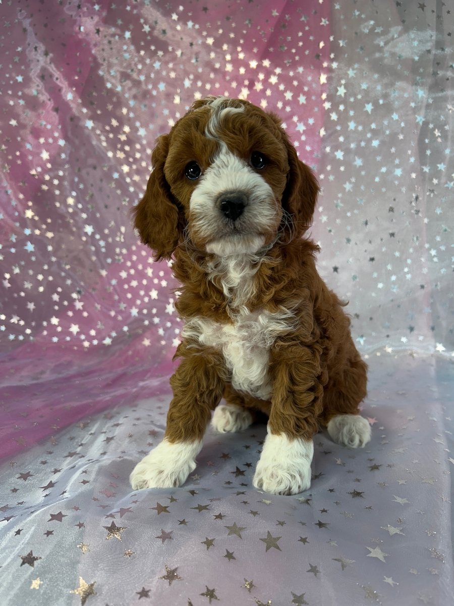 Dark Red Cockapoos with Perfect White Markings