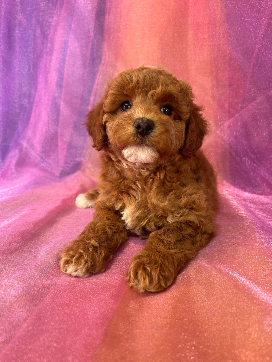 Cockapoo Puppies for Sale | Cockapoo Breeder in Iowa