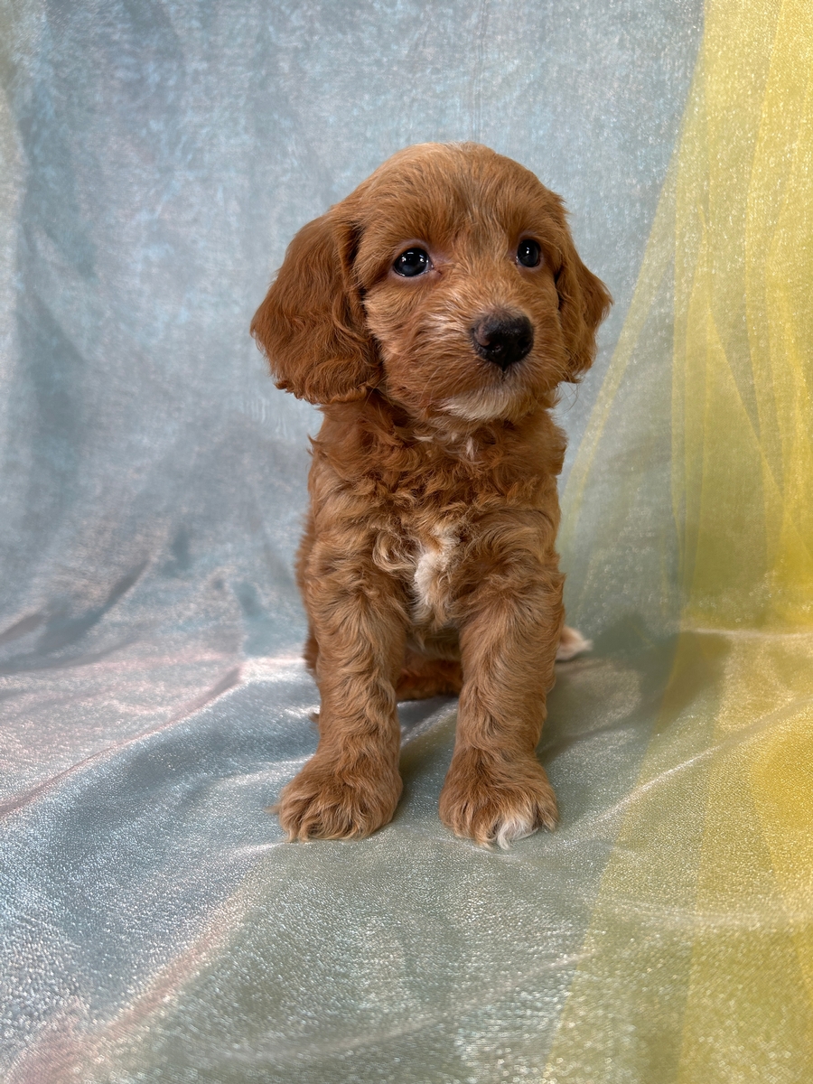 Iowa's Top Breeder, Cockapoos, Puppies Ready Now!