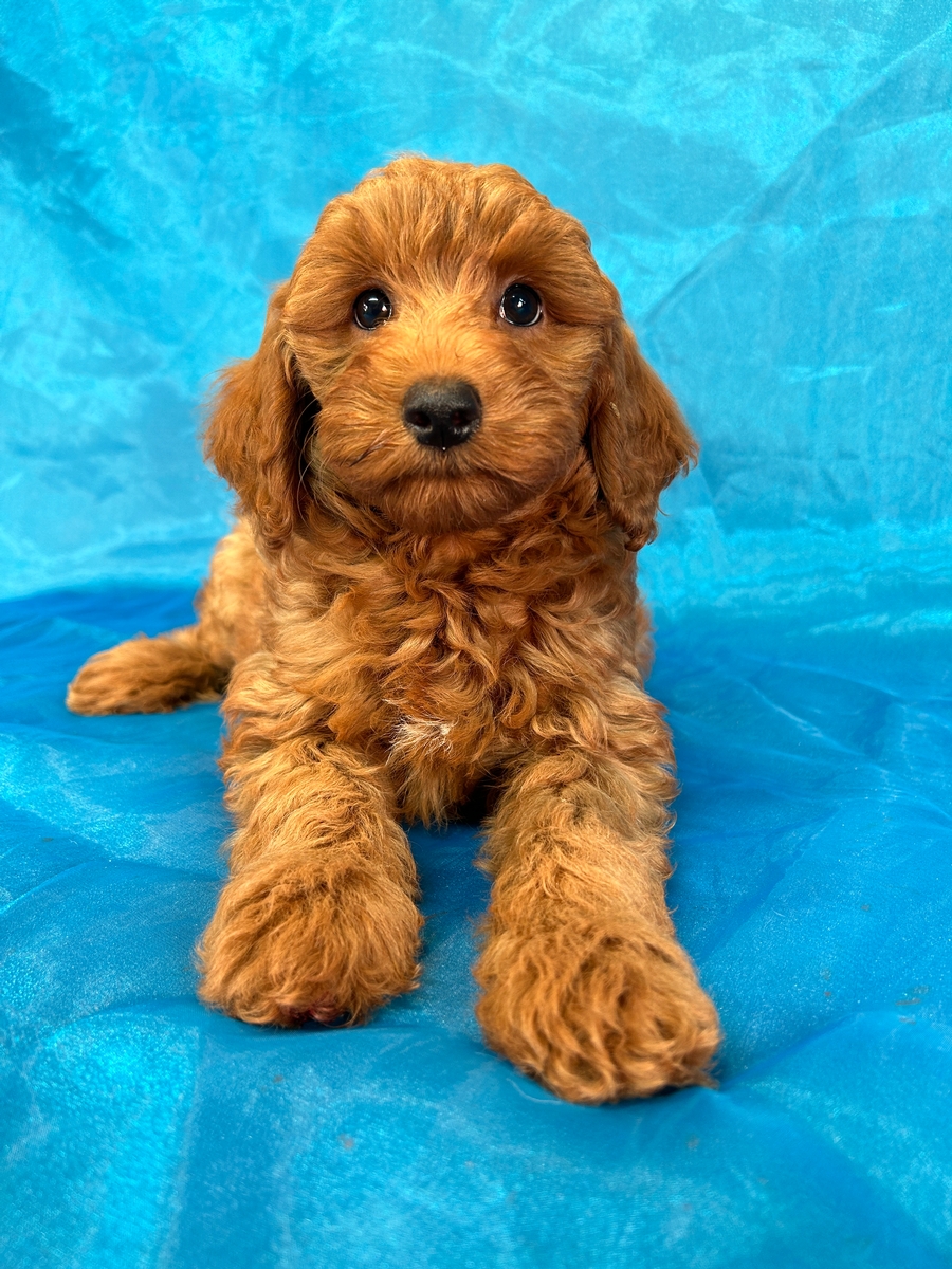 Puppies For Sale Pictures Of Goldendoodle Puppies Red Mini F1b
