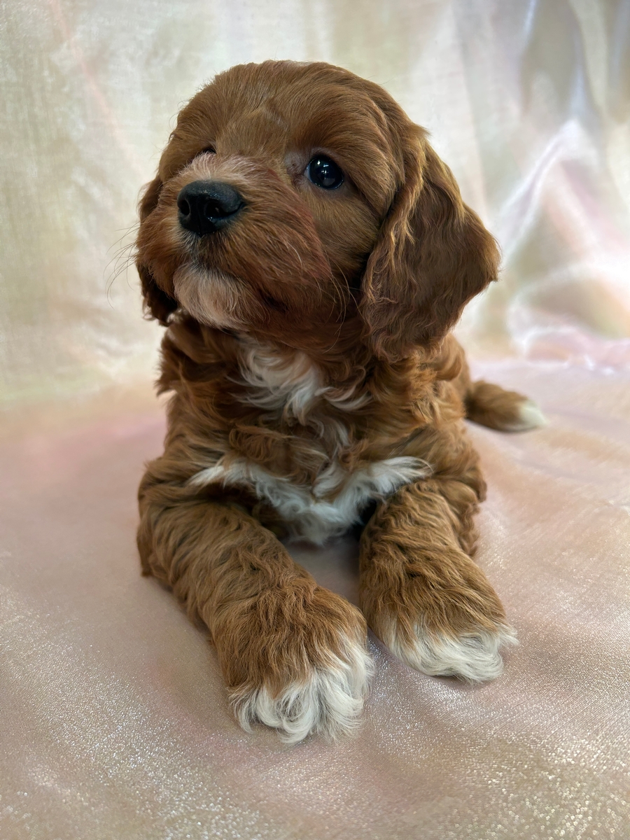 Iowa Cockapoos for Sale