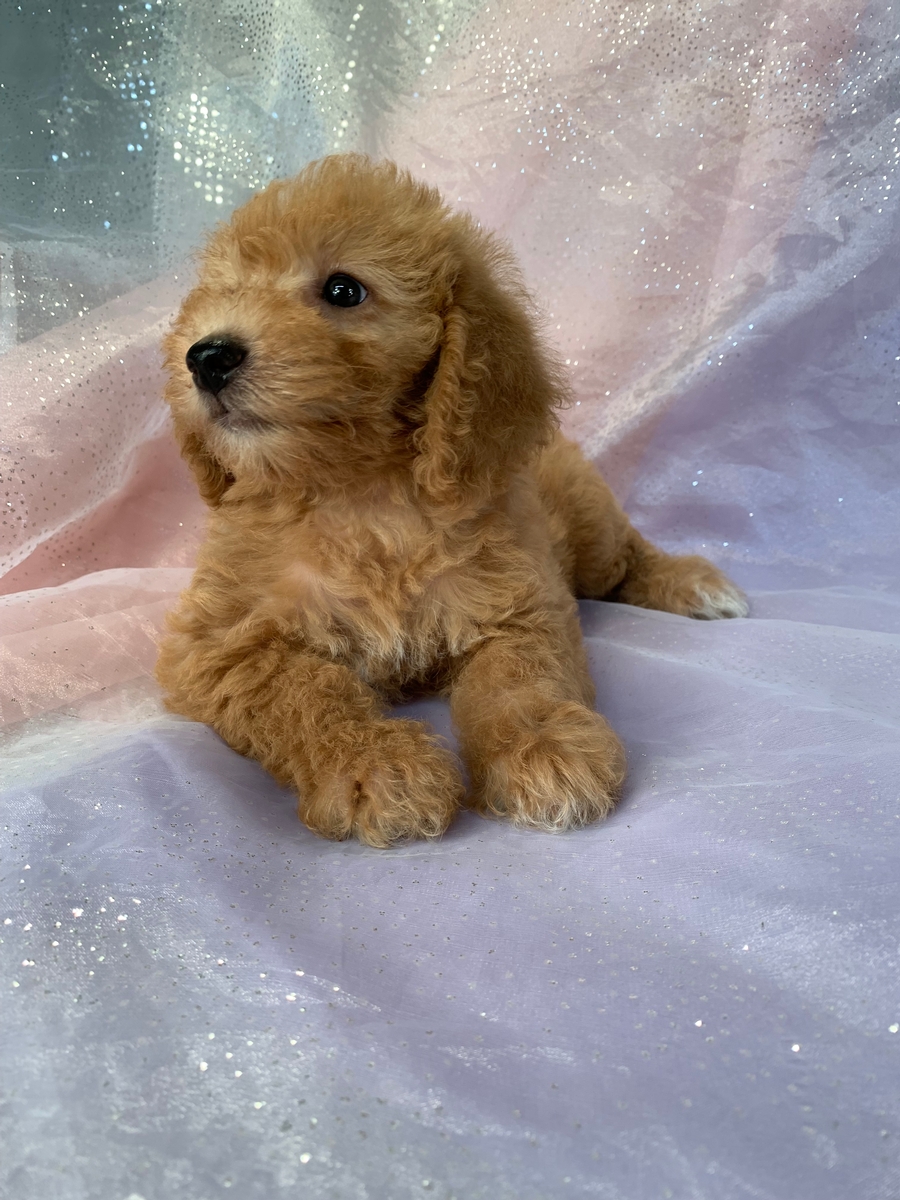 Burlington Iowa Puppies For Sale at Jamie Kingsbury blog