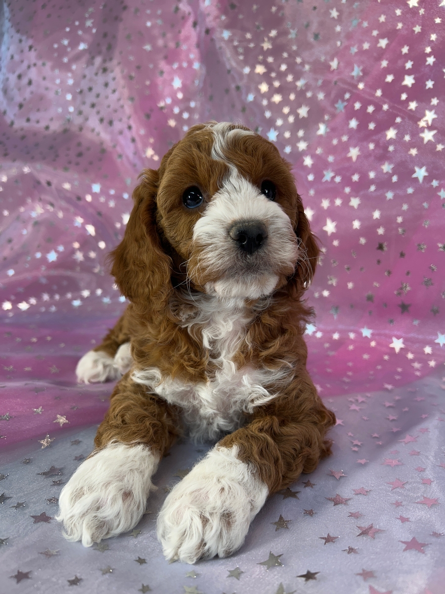 Dark Red Cockapoos with Perfect White Markings