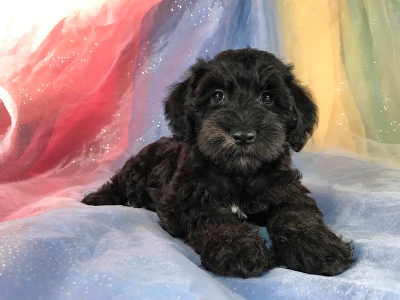 Black Female Miniature Schnoodle Pup For Sale DOB 6-4-17 $950.