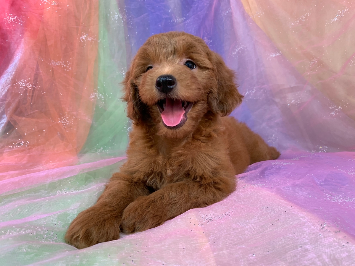 Dark Red Female Mini Goldendoodle Pup for Sale, DOB 6-4-2022, $1200