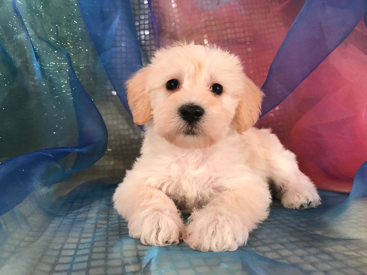 Female Miniature Schnoodle Puppy for Sale $950 DOB 1-10-2018