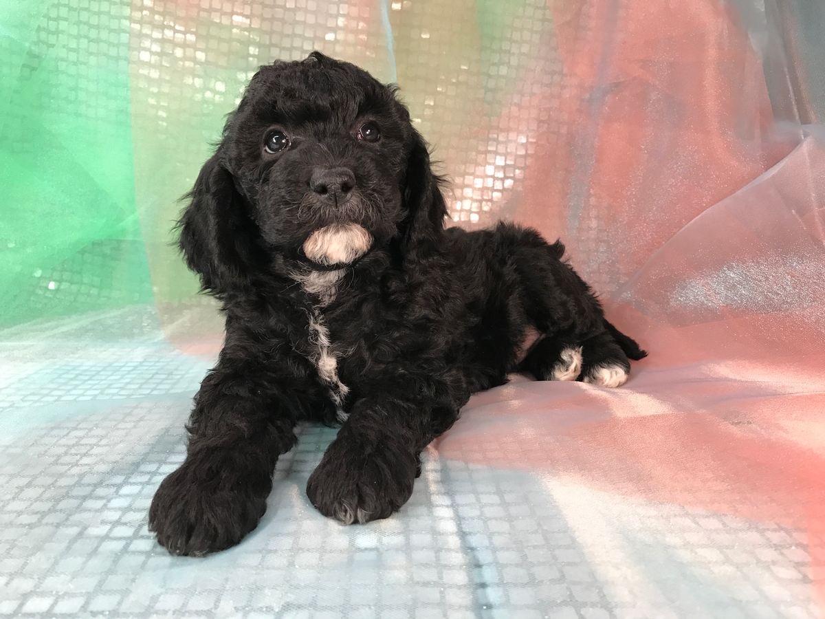 mini goldendoodle black and white