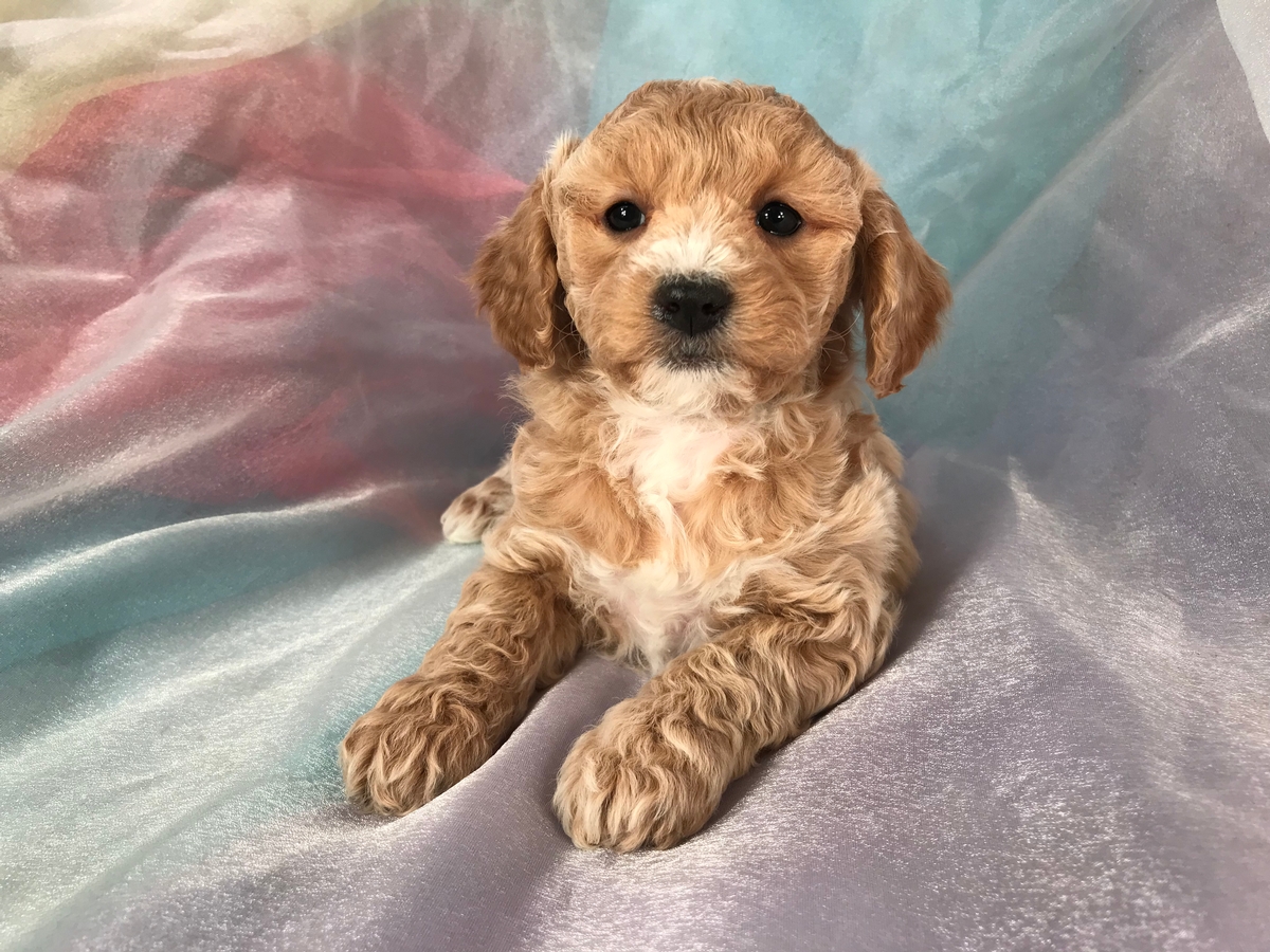 Cockapoo Puppy for Sale DOB 12-11-2018 $975