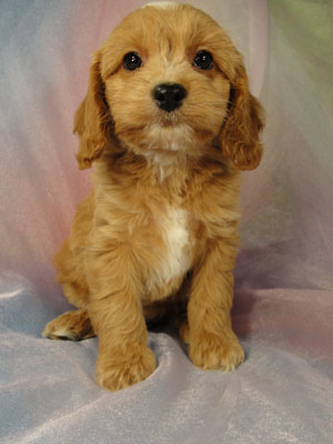 Cockapoo Pup