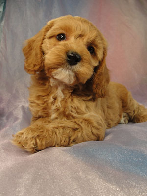 Cockapoo Pup