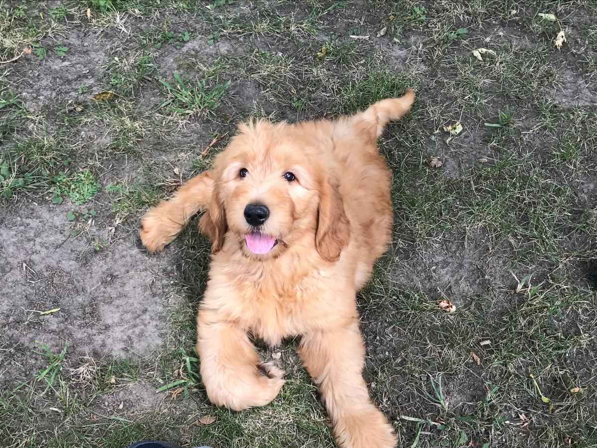 Apricot Male Goldendoodle Breeders- Ready Now!