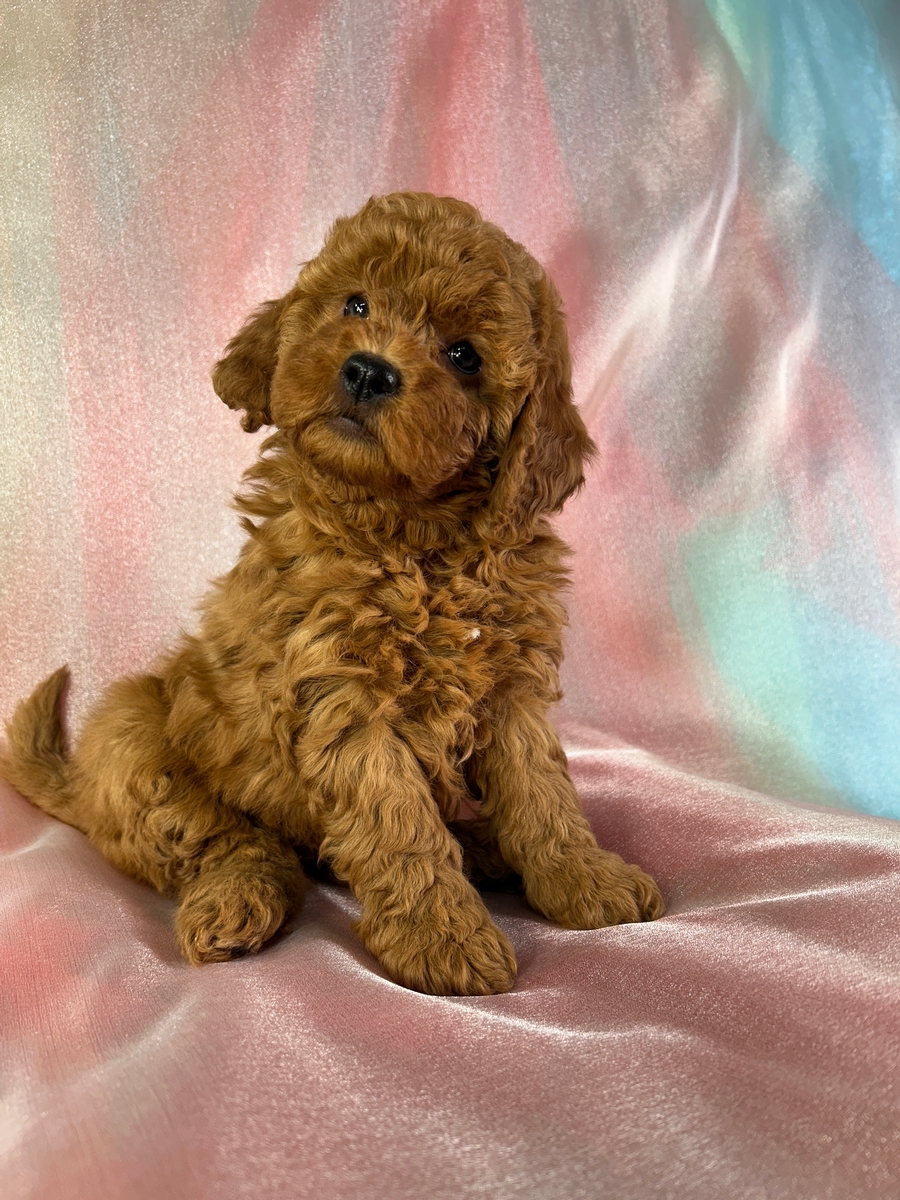 Female Miniature Goldendoodle Puppy for Sale DOB 10-23-2025 $1200