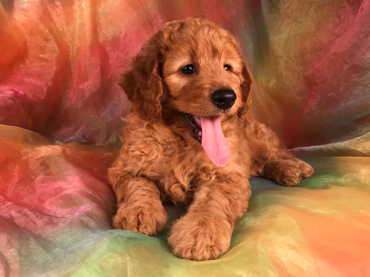 Miniature Goldendoodle for Sale, Female DOB 8-6-18 $1500