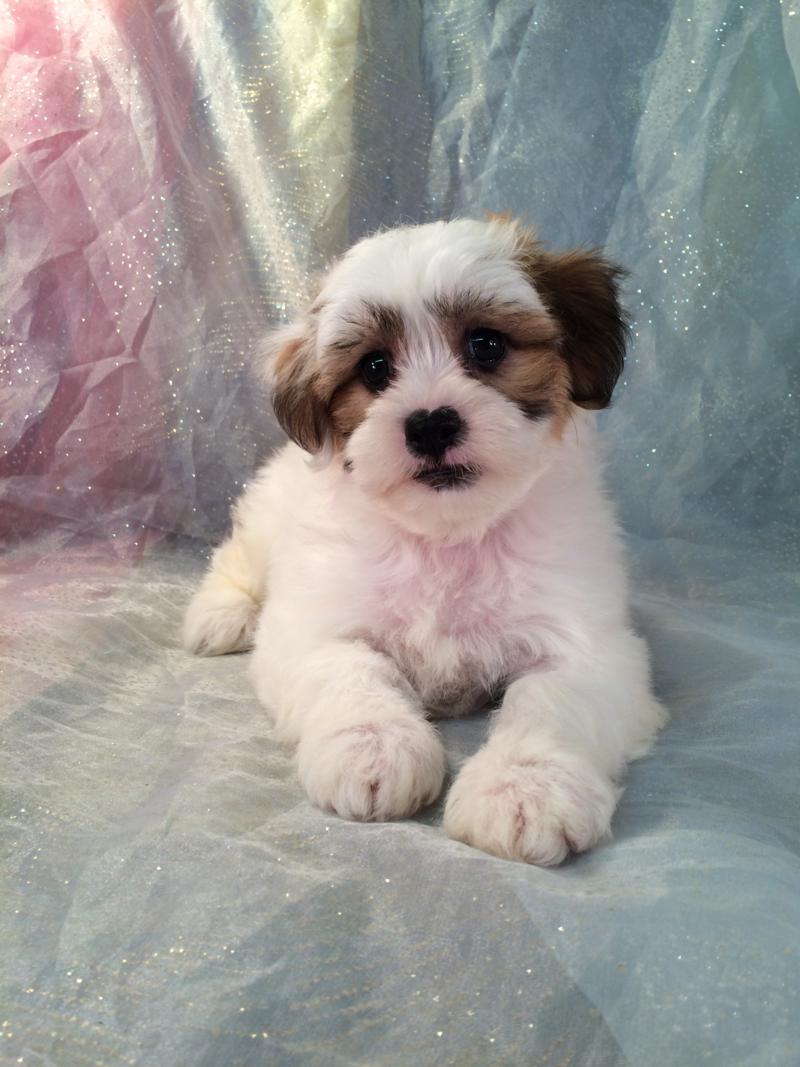 bichon shih tzu size