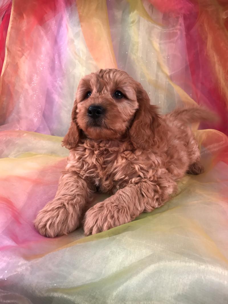 Male Miniature Goldendoodle Puppy for Sale $1500