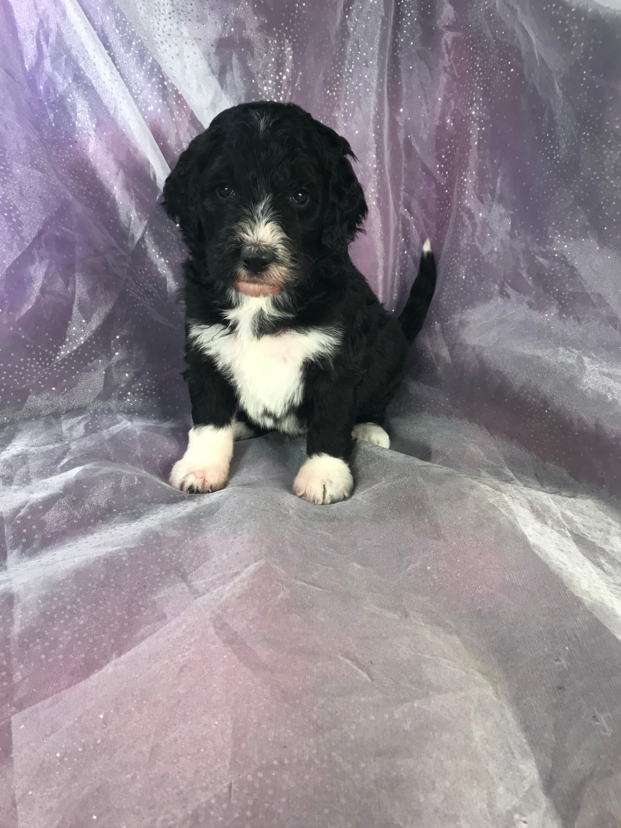 Bernedoodle For Sale