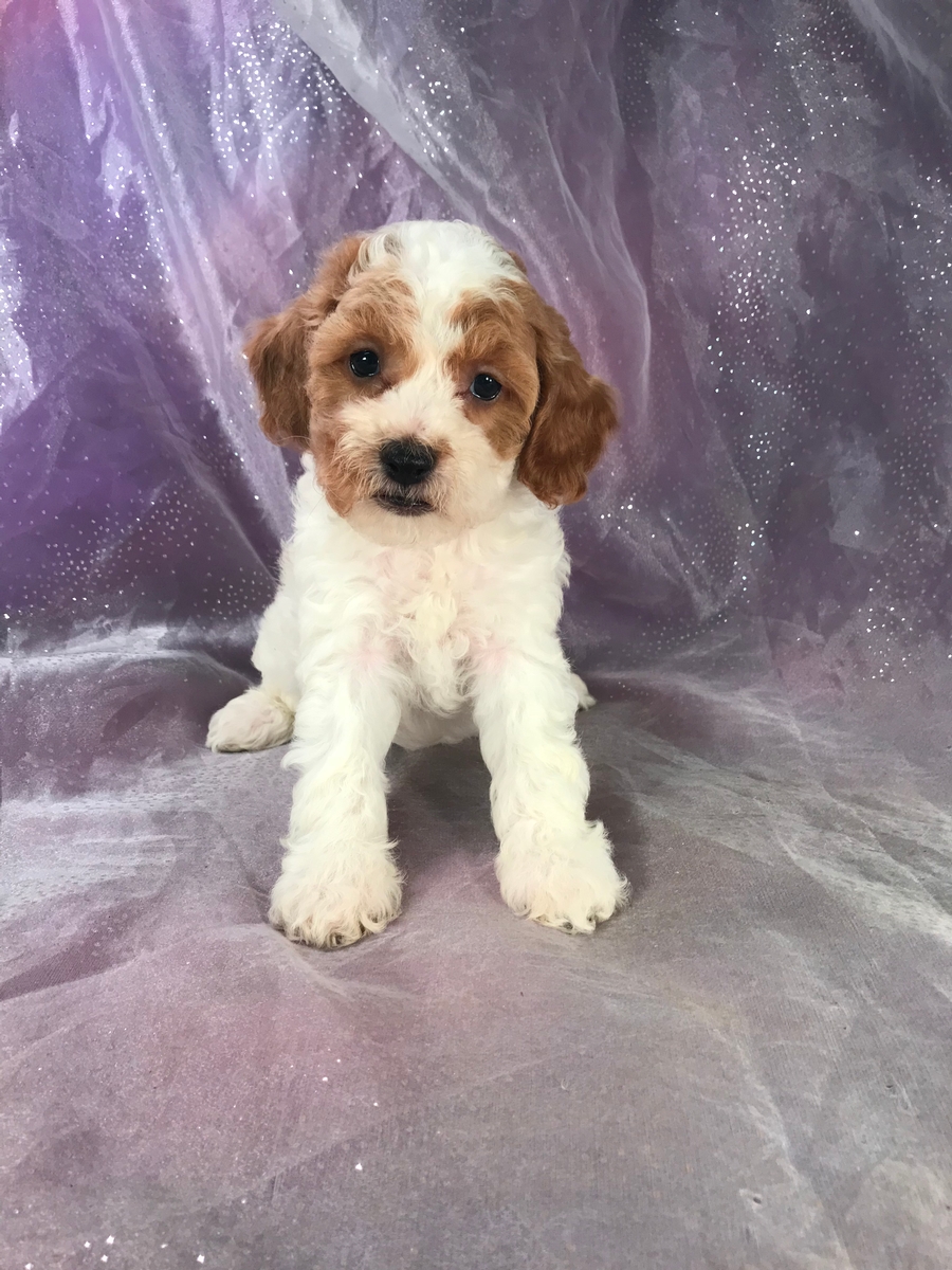 Iowa Puppies! Open Daily By Appointment In North Iowa!