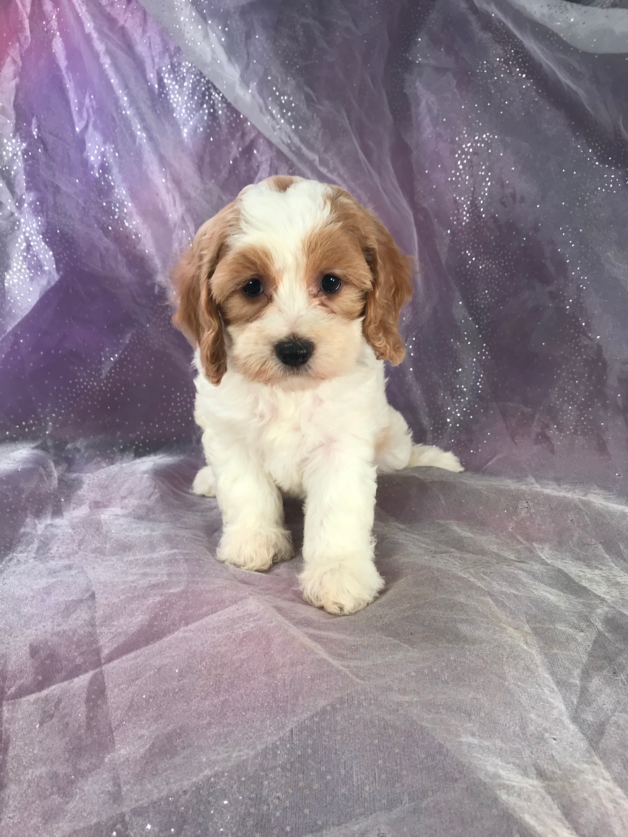 White and Red Cockapoo Puppy For Sale!