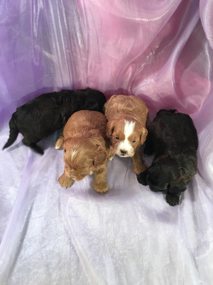 4 Male Shih Tzu Poodle Puppies Born 12-1-2018 $875