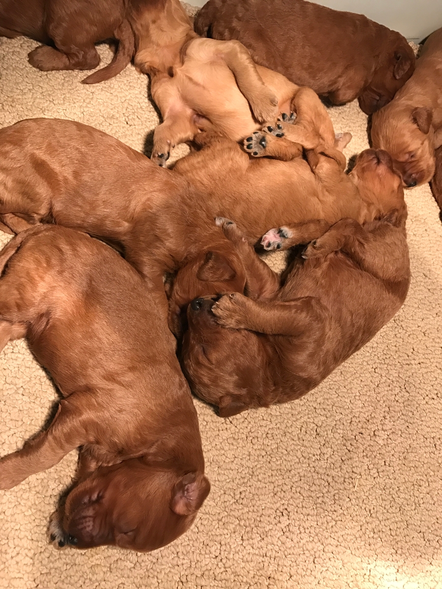 Dark Red Goldenedoodles for Sale