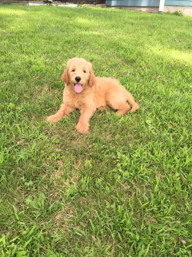 Attention Iowa, Minnesota, Illinois, and Wisconsin, Male Standard Goldendoodle Puppy for Sale $950