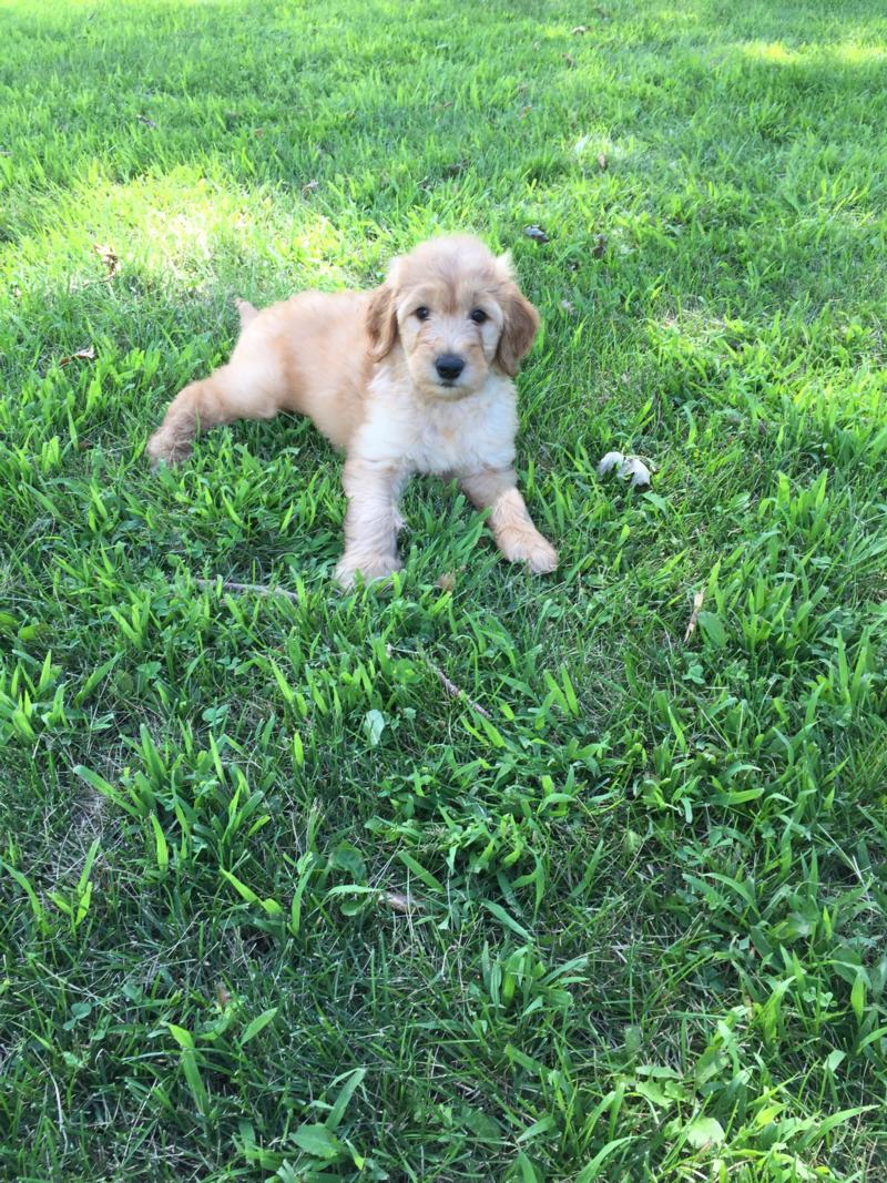 Attention Iowa, Minnesota, Illinois, and Wisconsin, Male Standard Goldendoodle Puppy for Sale $950