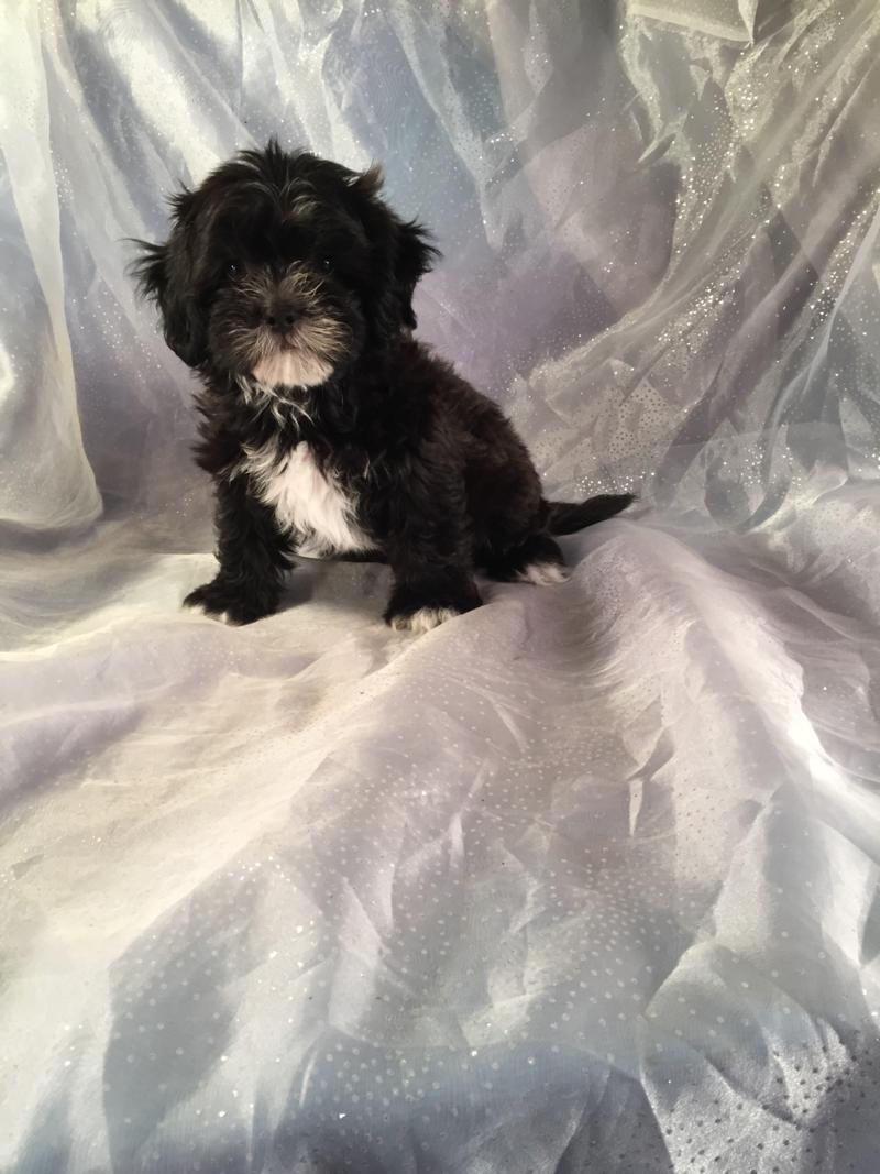 Black Lhasa Bichon Puppy For Sale Near Forest City In Northern Iowa.