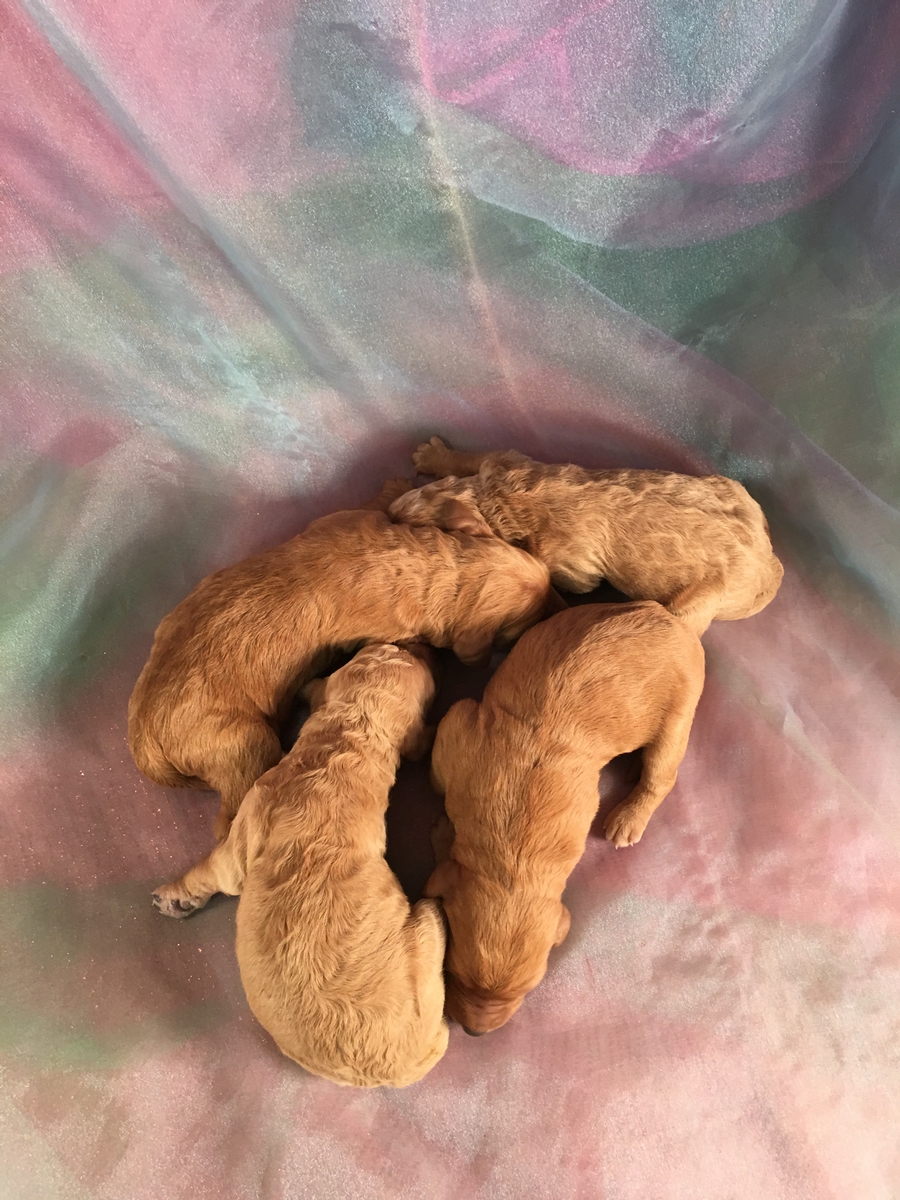 Male Labradoodle Puppy for Sale in Iowa
