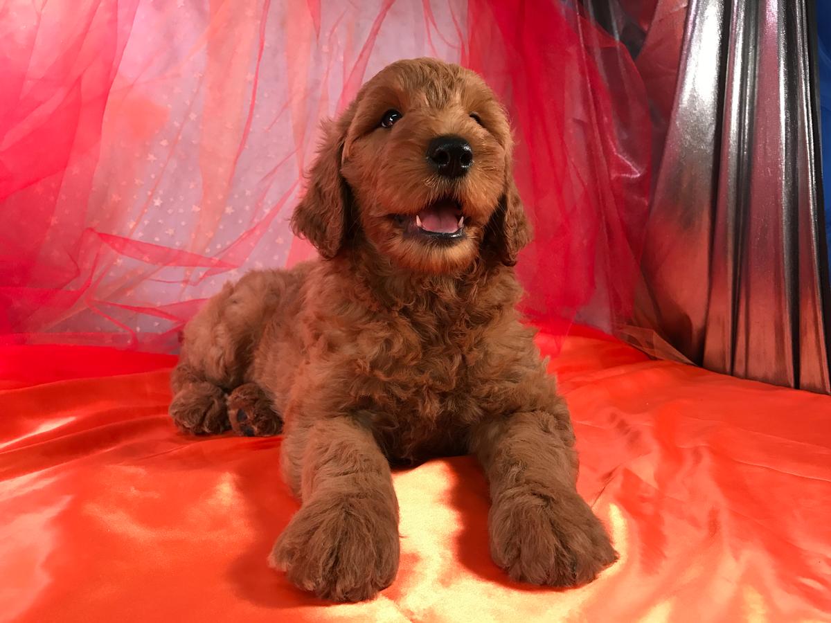 Dark Red Standard Goldendoodle Breeders Located Near Joice Iowa, 50446