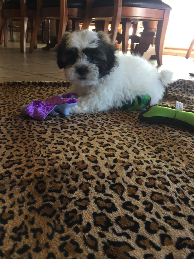 Available Male Shih tzu Bichon Puppy!  Very Cute Markings. Ready Now!