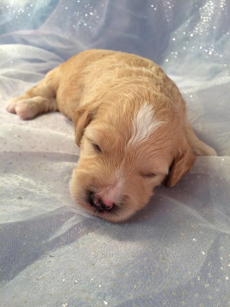 Mini Goldendoodle Puppy for Sale in Iowa
