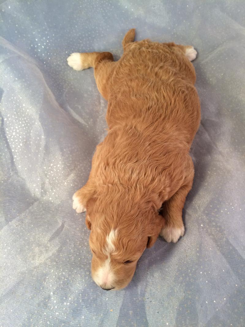 Perfect Mini Goldendoodle Puppies for sale in Iowa!