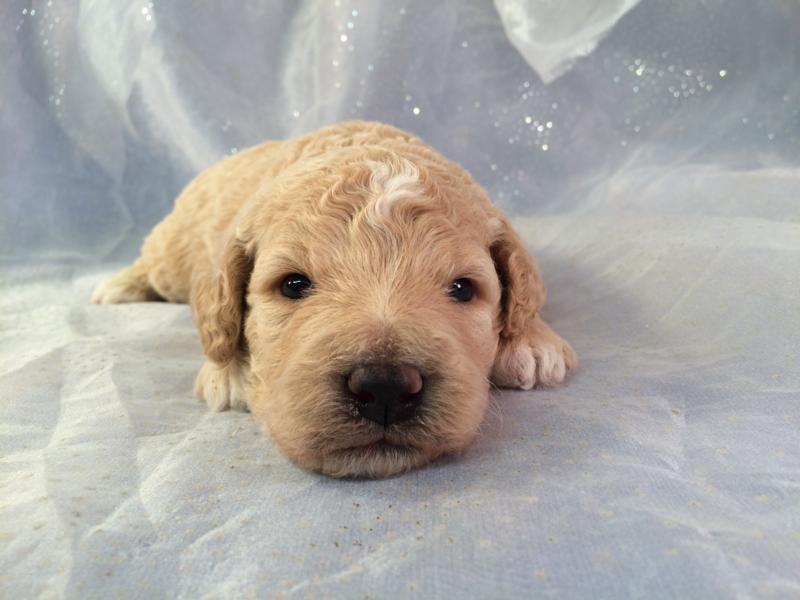 Mini Goldendoodle Puppies for Sale!  Iowa Breeder!  Short Drive From Illinois, and Wisconsin!