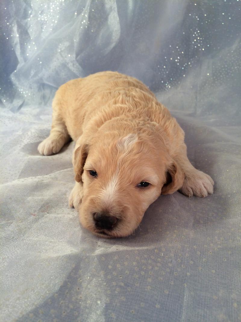 Cream and White Mini goldendoodle Pup for sale in North central Iowa