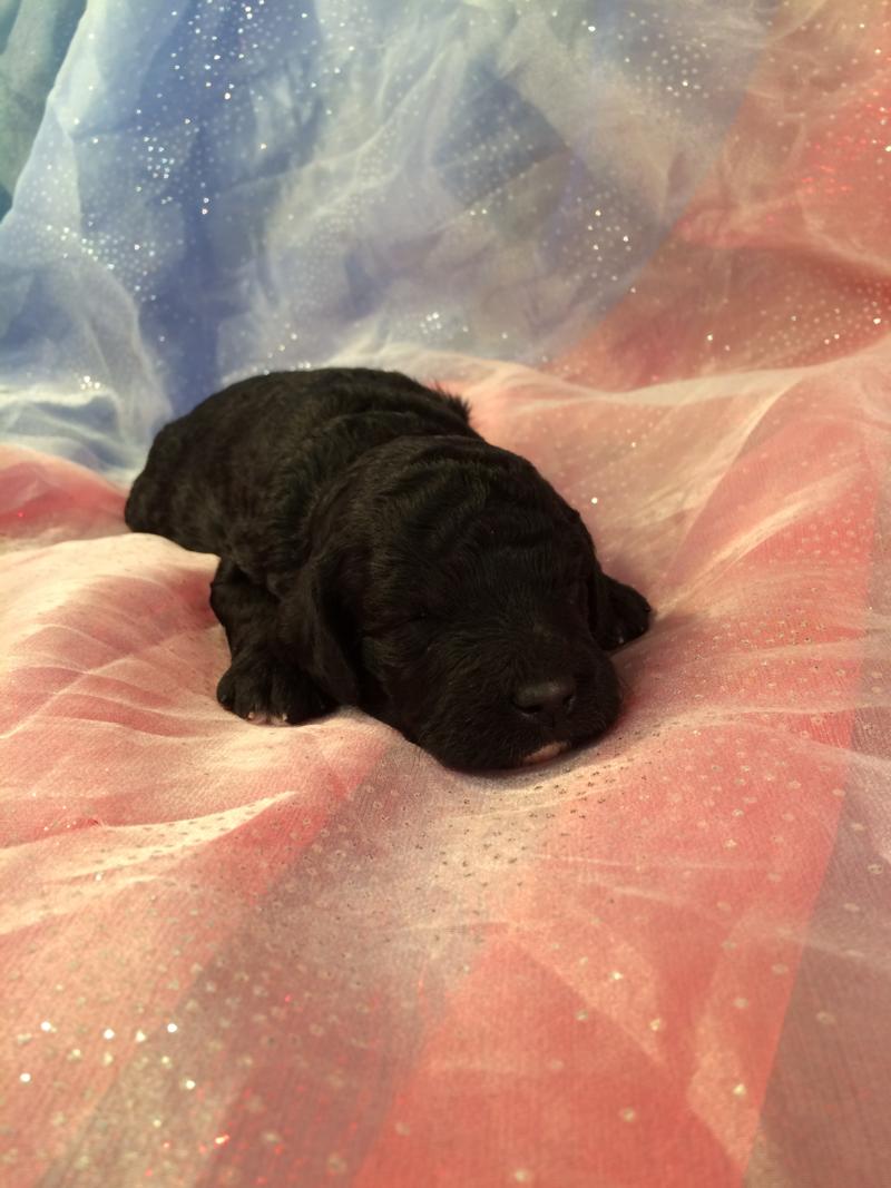 One of Two Black and White Mini goldendoodles for Sale near Joice Iowa