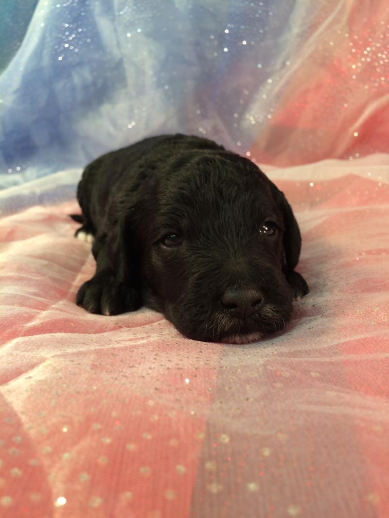 Black and White Miniature Goldendoodle Pup for Sale