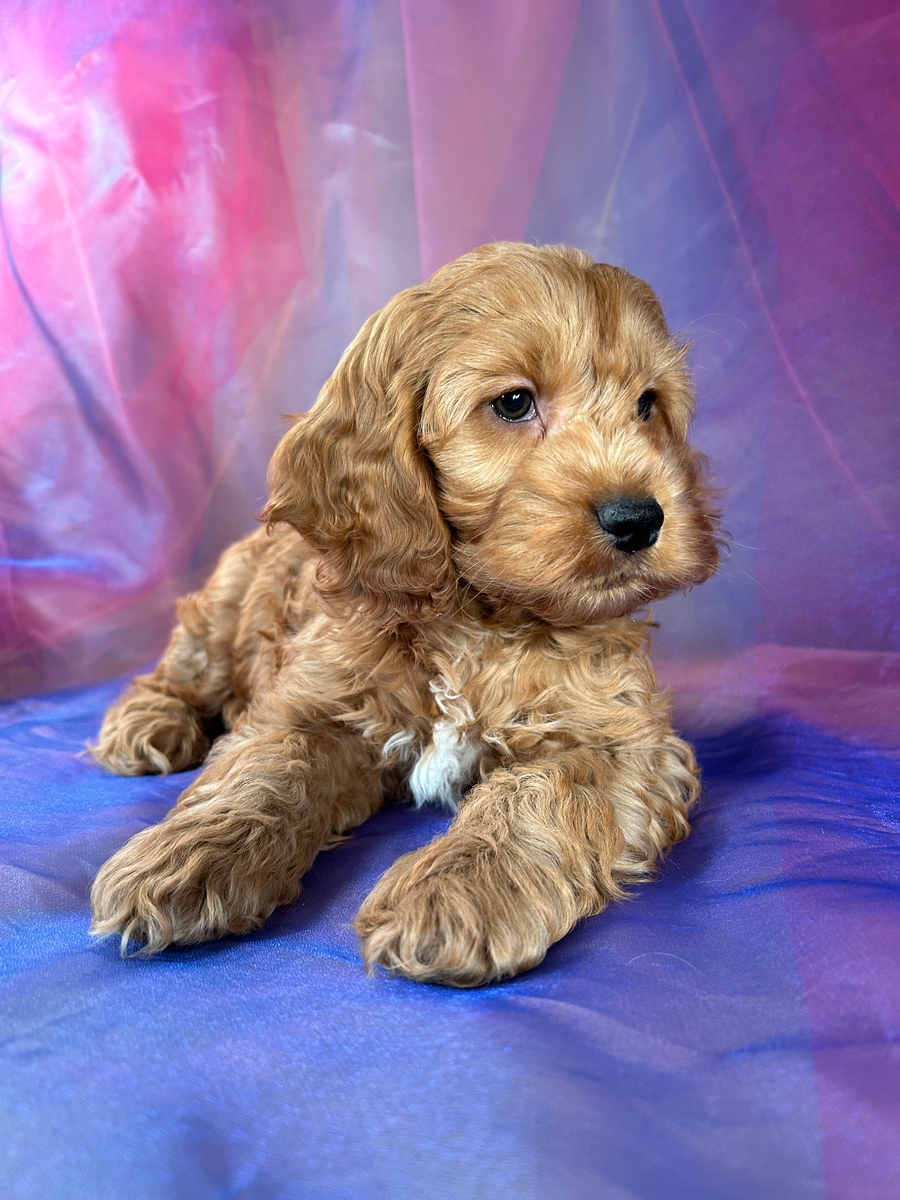 Cockapoo Puppies for Sale in Iowa Near Minnesota Border
