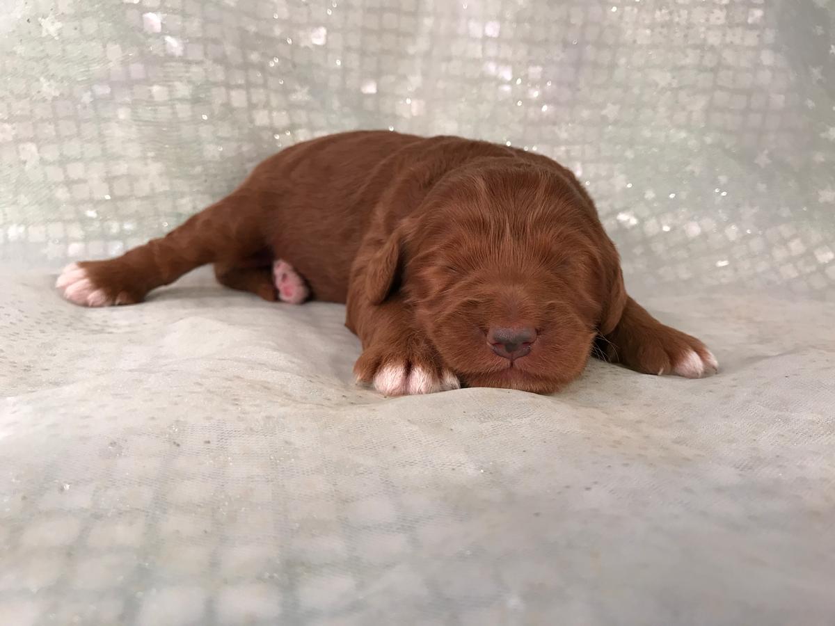Miniature Bernedoodle Pup