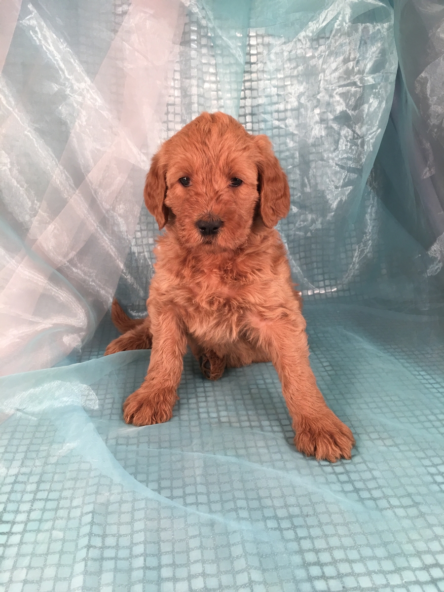 Female Labradoodle Puppy for Sale in Iowa
