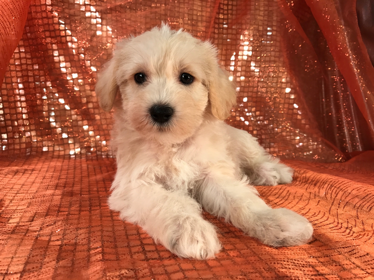 Mini Schnoodle Pup Available in North Iowa $950