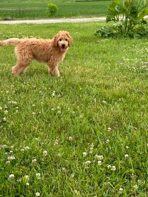 Apricot Female F1 Miniature Goldendoodle Puppy for Sale DOB 2-13-2023 $800